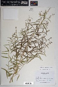 Brickellia longifolia image