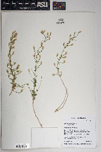 Brickellia microphylla image