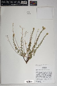 Brickellia microphylla var. scabra image