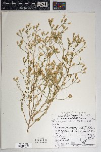 Brickellia microphylla var. scabra image