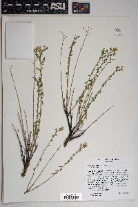 Brickellia microphylla image