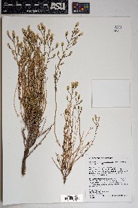 Brickellia microphylla var. scabra image