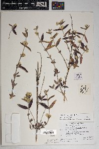 Brickellia pringlei image