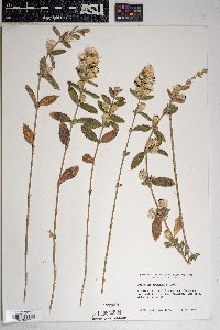 Brickellia pringlei image