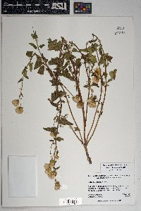 Brickellia simplex image