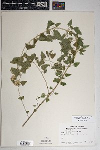 Brickellia simplex image