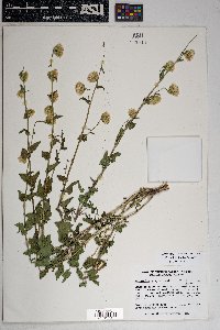 Brickellia simplex image