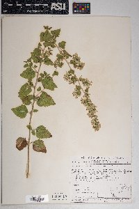 Brickellia californica image