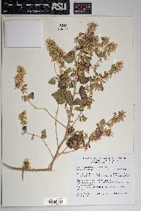 Brickellia californica image