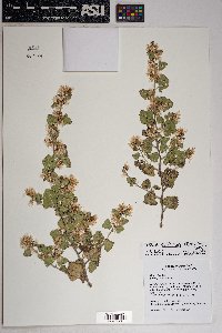 Brickellia californica image