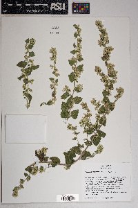 Brickellia californica image