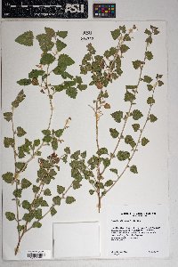 Brickellia californica image