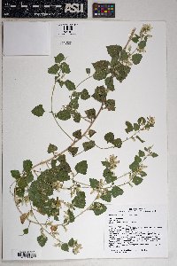 Brickellia californica image