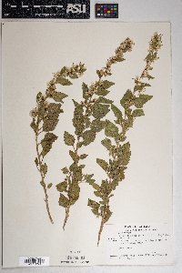 Brickellia californica image