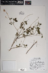 Brickellia californica image