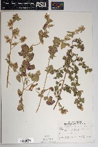 Brickellia californica image