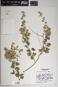 Brickellia californica image