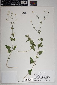 Brickellia coulteri image