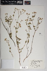 Brickellia coulteri image