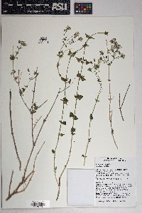 Brickellia coulteri image