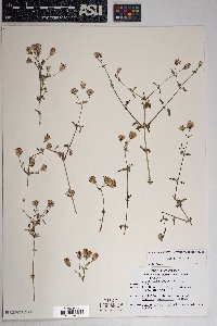 Brickellia coulteri image