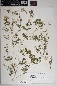 Brickellia coulteri image