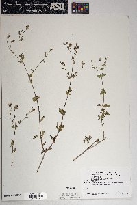 Brickellia coulteri image