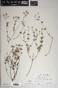 Brickellia coulteri image