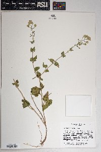 Brickellia coulteri image