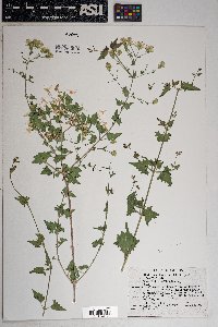 Brickellia coulteri image