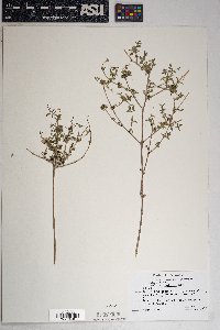 Brickellia coulteri image