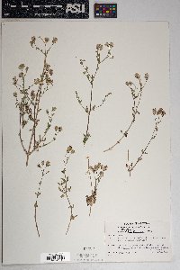 Brickellia coulteri image