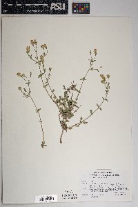 Brickellia coulteri image