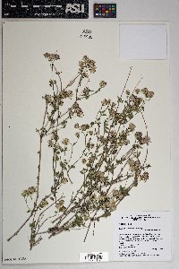 Brickellia coulteri image