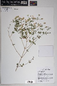 Brickellia coulteri image