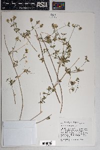 Brickellia coulteri image