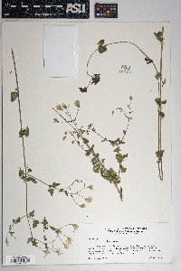 Brickellia coulteri image