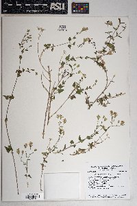 Brickellia coulteri image