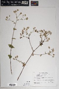 Brickellia coulteri image