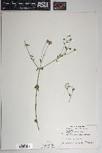 Brickellia coulteri image