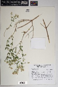 Brickellia coulteri image