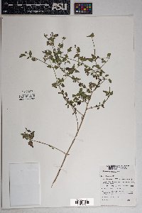 Brickellia coulteri image