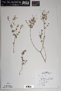 Brickellia coulteri image