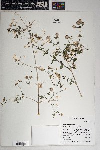 Brickellia coulteri image