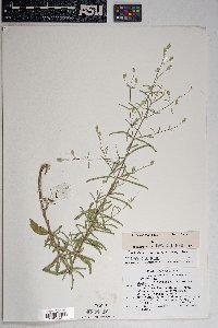 Brickellia venosa image