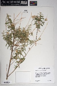 Brickellia venosa image