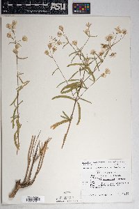 Brickellia venosa image