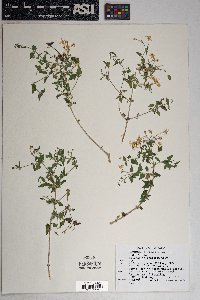 Brickellia coulteri image