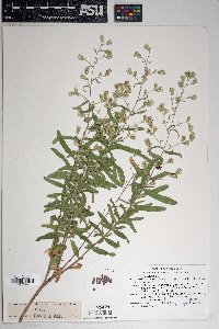 Brickellia venosa image