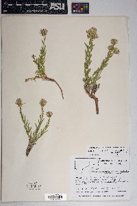 Brickellia oblongifolia var. linifolia image